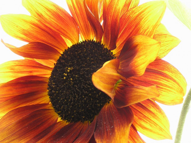 Обои картинки фото цветы, подсолнухи