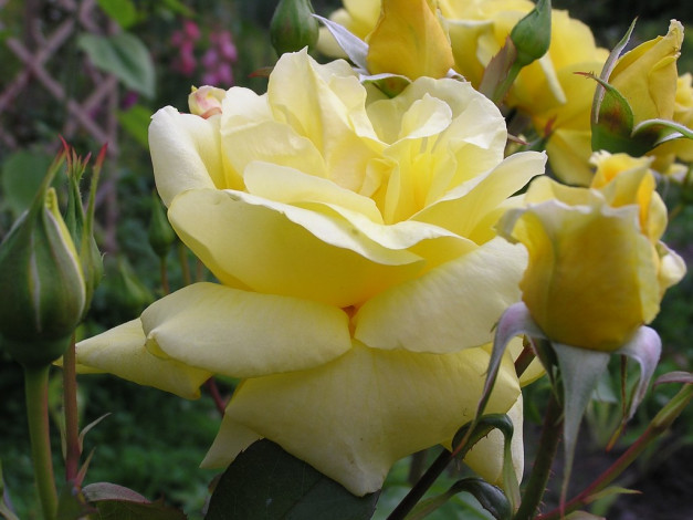 Обои картинки фото цветы, розы