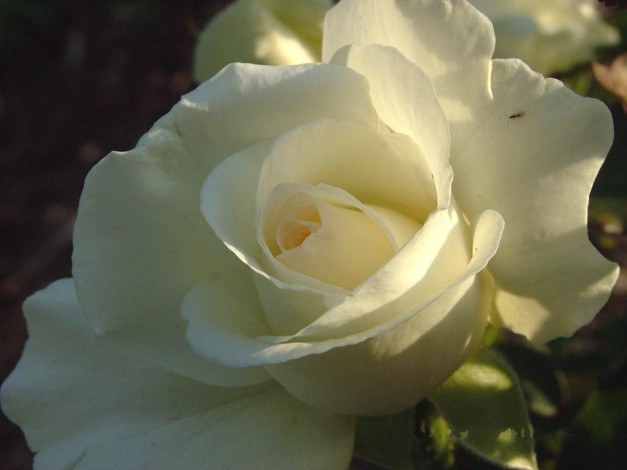 Обои картинки фото цветы, розы