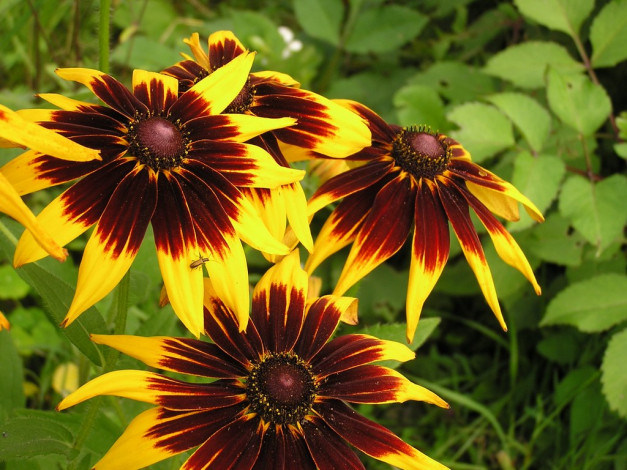 Обои картинки фото цветы, рудбекия