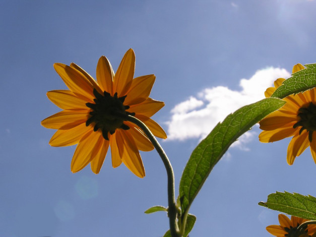 Обои картинки фото цветы, рудбекия