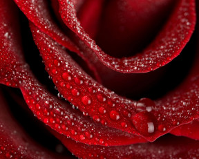 Картинка цветы розы