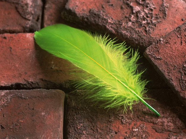 Обои картинки фото разное, перья