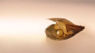 Картинка разное ракушки кораллы декоративные spa камни ракушка жемчуг