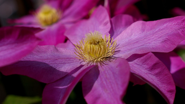 Обои картинки фото цветы, клематис, ломонос, тычинка