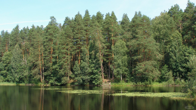 Обои картинки фото природа, лес, берег