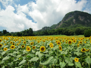 Картинка цветы подсолнухи