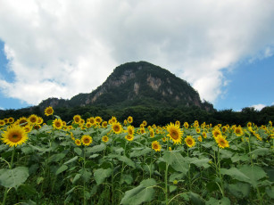 Картинка цветы подсолнухи