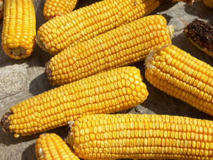 Картинка еда кукуруза