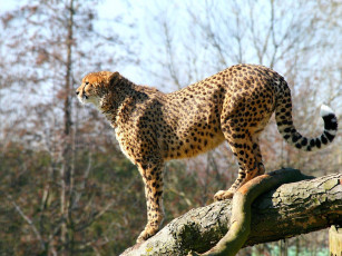 Картинка животные гепарды грация осанка