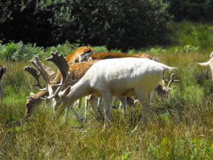 Картинка животные олени