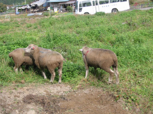 Картинка животные овцы бараны