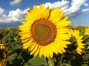 Картинка цветы подсолнухи