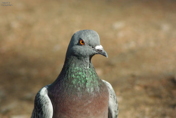 Картинка животные голуби голубь