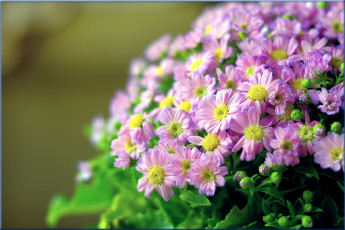 Картинка цветы цинерария куст розовый