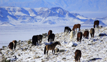 Картинка животные лошади