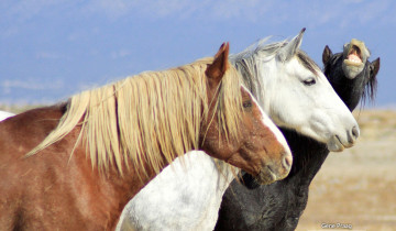 Картинка животные лошади