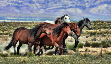 Картинка животные лошади