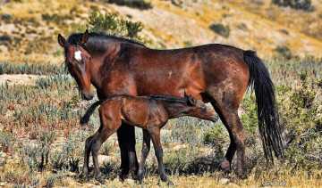 Картинка животные лошади