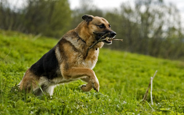 Картинка животные собаки собака