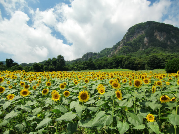 Обои картинки фото цветы, подсолнухи