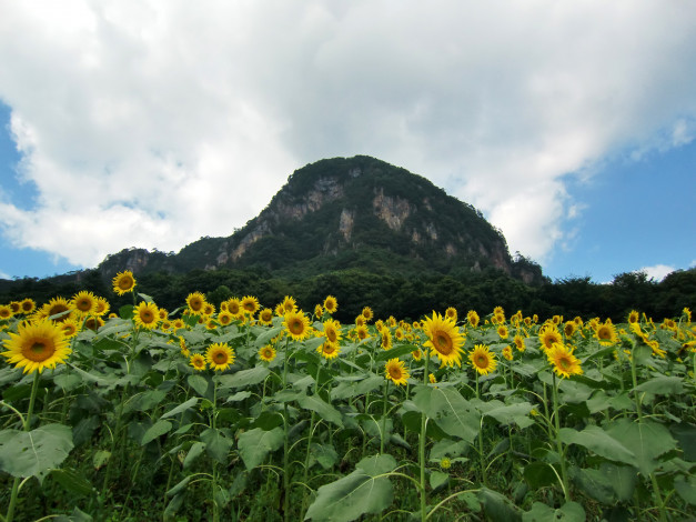 Обои картинки фото цветы, подсолнухи