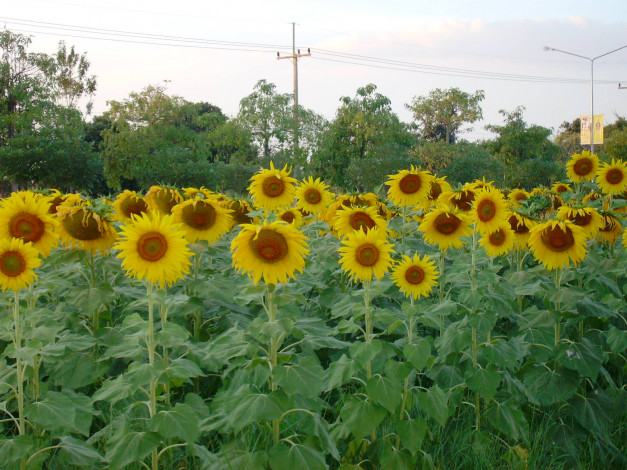 Обои картинки фото цветы, подсолнухи