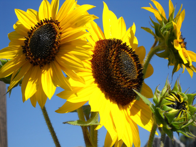 Обои картинки фото цветы, подсолнухи