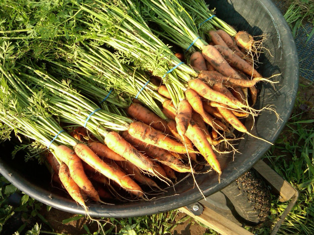 Обои картинки фото еда, морковь