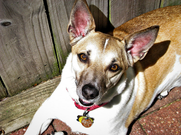 Обои картинки фото животные, собаки, собака