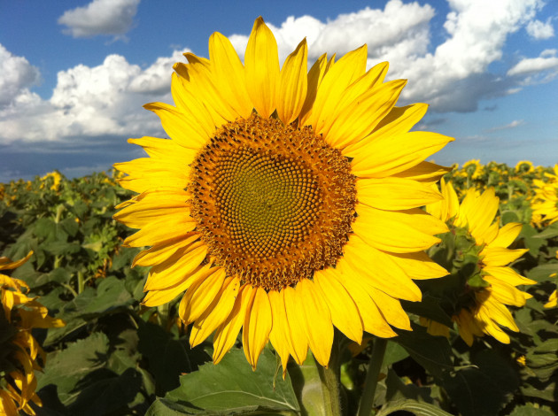 Обои картинки фото цветы, подсолнухи