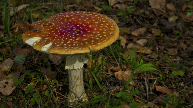 Обои картинки фото природа, грибы, мухомор