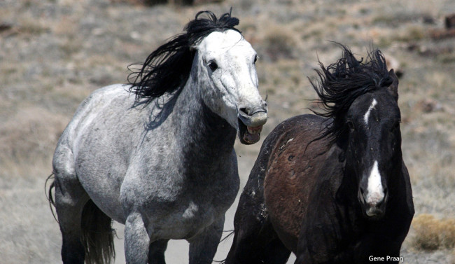 Обои картинки фото животные, лошади