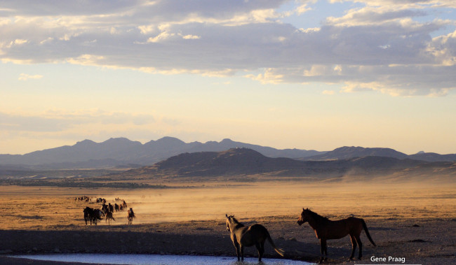 Обои картинки фото животные, лошади