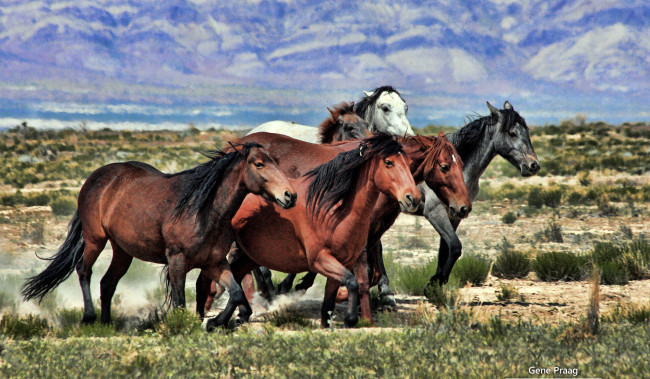 Обои картинки фото животные, лошади