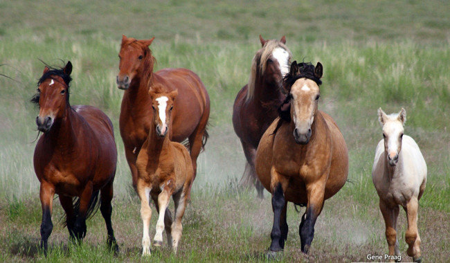 Обои картинки фото животные, лошади