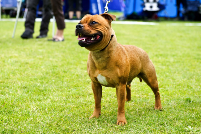 Обои картинки фото животные, собаки, собака