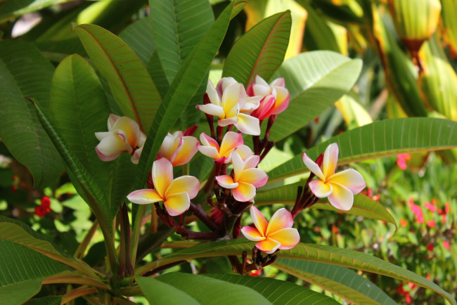 Обои картинки фото цветы, плюмерия, тропики, экзотика