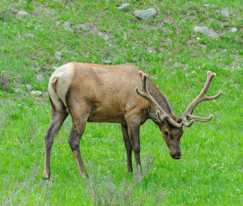 Картинка животные олени олень луг