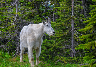 Картинка животные козы козел лес