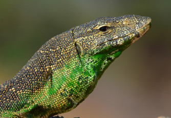 Картинка животные Ящерицы +игуаны +вараны голова варан