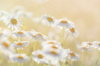 Картинка цветы ромашки белые роса