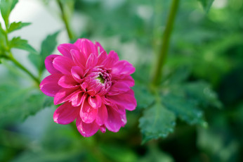 Картинка цветы георгины георгин розовый