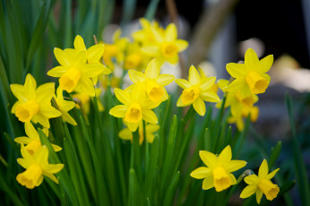 Картинка цветы нарциссы