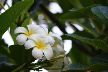 Картинка цветы плюмерия природа лепестки бабочка дерево plumeria