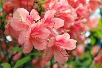 Картинка цветы рододендроны+ азалии кустарник азалия