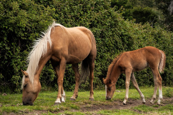Картинка животные лошади кобыла жеребенок