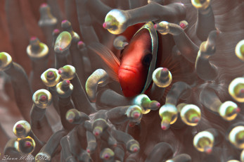 Картинка животные рыбы рыбы-клоуны okinawa nature photography япония океан морские анемоны коралловые полипы актинии амфиприон