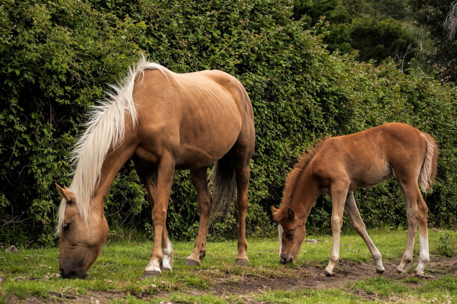 Обои картинки фото животные, лошади, кобыла, жеребенок