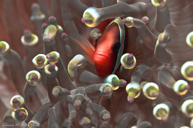 Обои картинки фото животные, рыбы, рыбы-клоуны, okinawa, nature, photography, япония, океан, морские, анемоны, коралловые, полипы, актинии, амфиприон